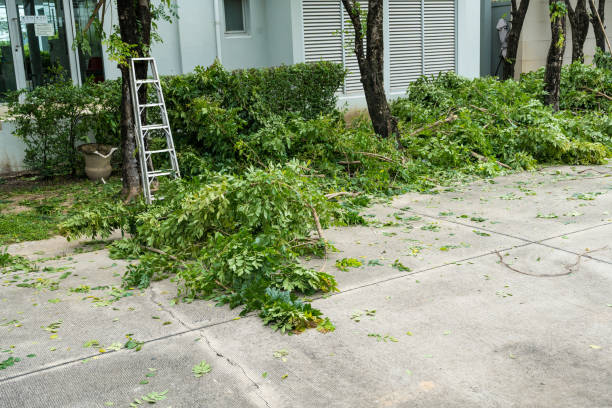 Best Tree Pruning Services  in Evergreen, MT